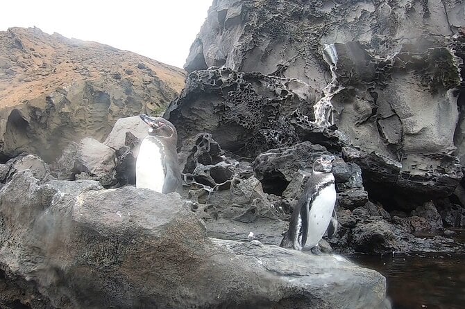 8 Days and 7 Nights Private Tour in Galapagos Islands