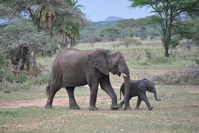 9-Day Enchanting Tanzania Safari -High End All Inclusive