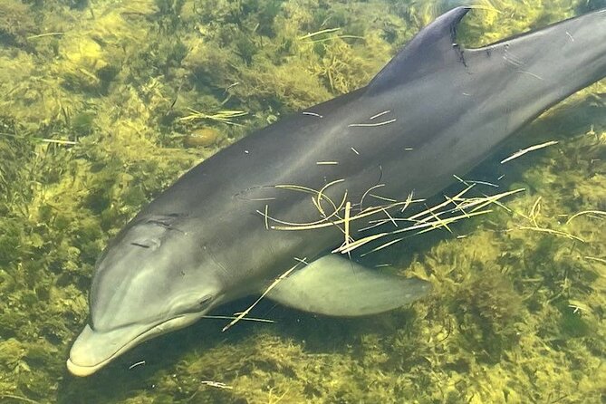 90-Minute Guided Eco Airboat Tour in Homosassa - Tour Overview