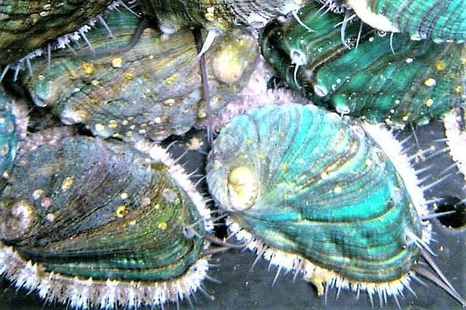 Abalone Farm Tour and Tasting With Coastal Seaweed Walk. Guided. 2 Hours