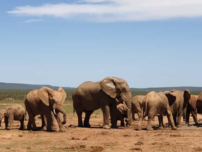 Addo Elephant National Park (Full-Day Game Drive )