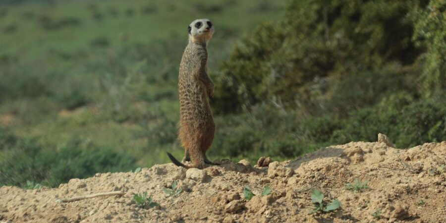 Addo Elephant National Park (Half Day Game Drive )