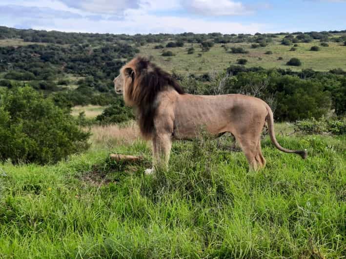Addo Elephant Park:Safari Tour Meet Big 5 to Be Satisfied