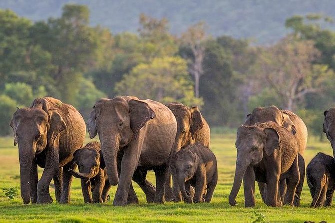 Afternoon Game Drive at Minneriya National Park