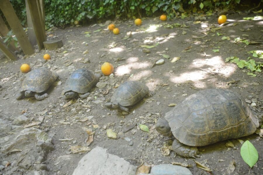 ALANYA JEEP SAFARI