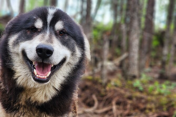 Alaskan Sled Dog Excursion in Fairbanks