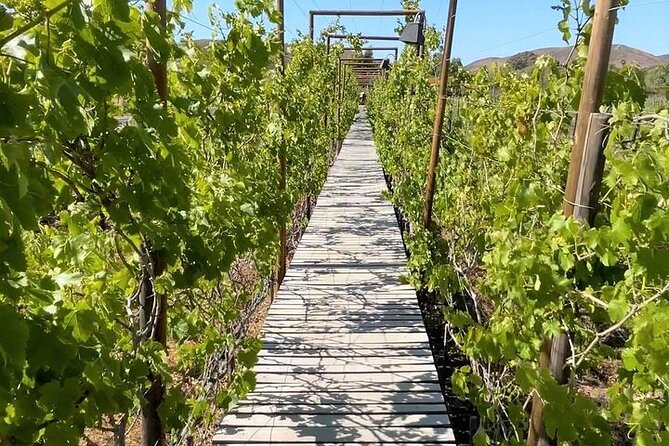 All-Inclusive Private Wine Tour in Baja - Tour Overview