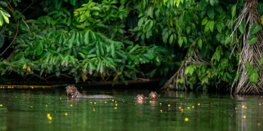 AMAZON TOUR MANU CULTURAL AREA 3D – 2N