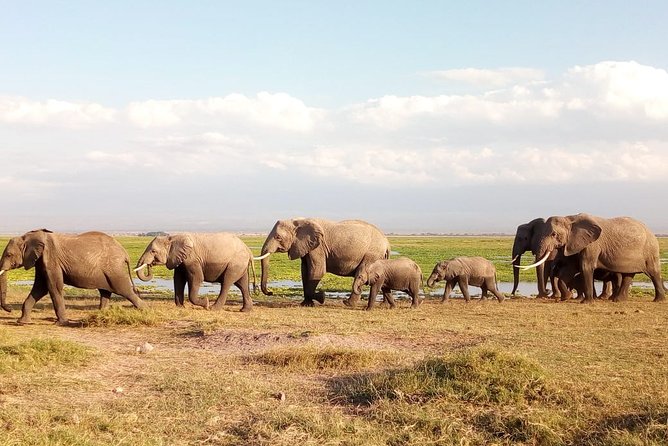 Amboseli National Park Day Trip:Mt Kilimanjaro Views