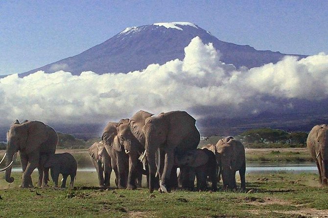 Amboseli National Park Guided Full Day Tour