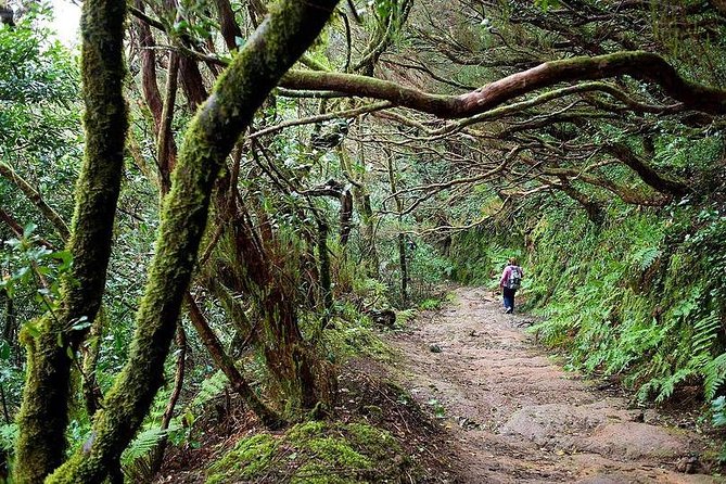 Anaga Mountains & Jungle VIP Private Tour in Tenerife