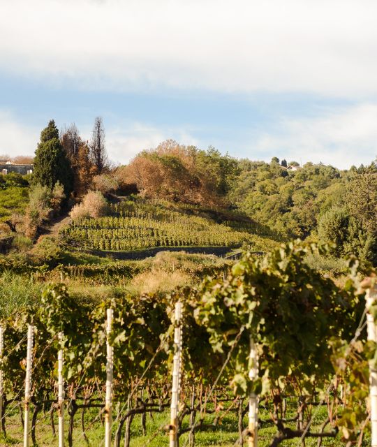Ancient Wine Cellar on Mascali With Slow Food Tasting