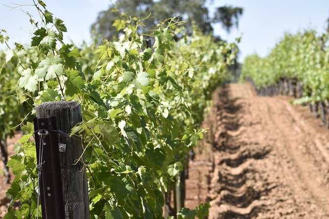 Apple Hill Wine Tasting Tours and Placerville Wine Tasting Tours