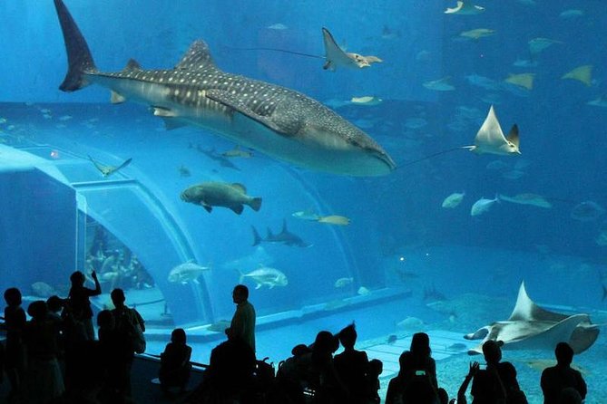 Aquarium Tour – Rio De Janeiro