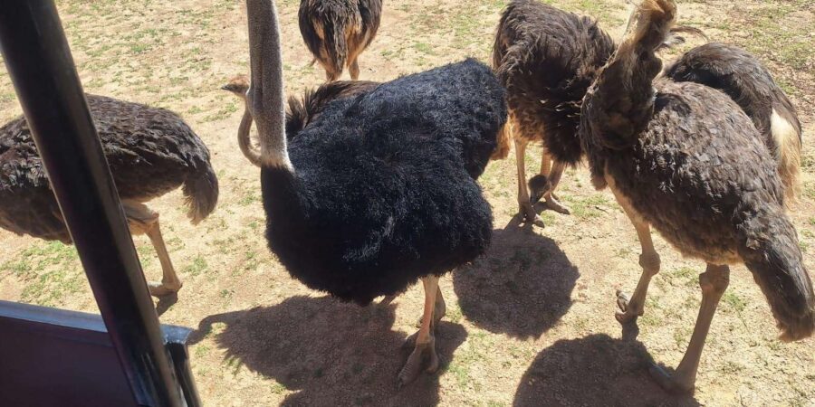 Aquila Game Reserve Big 5 Safari Cape Town Private Tour