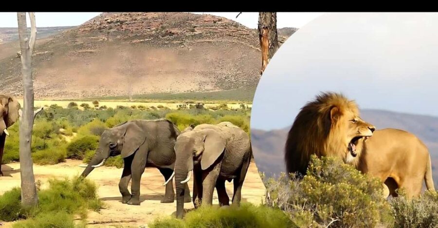 Aquila Safari Game Reserve Sunset Tour - Key Points
