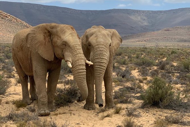 2 Best Safari Tours In Western Cape