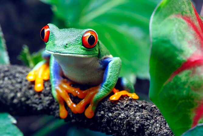 Arenal Sloths Lovers & Baldi Hot Springs. Private Tour