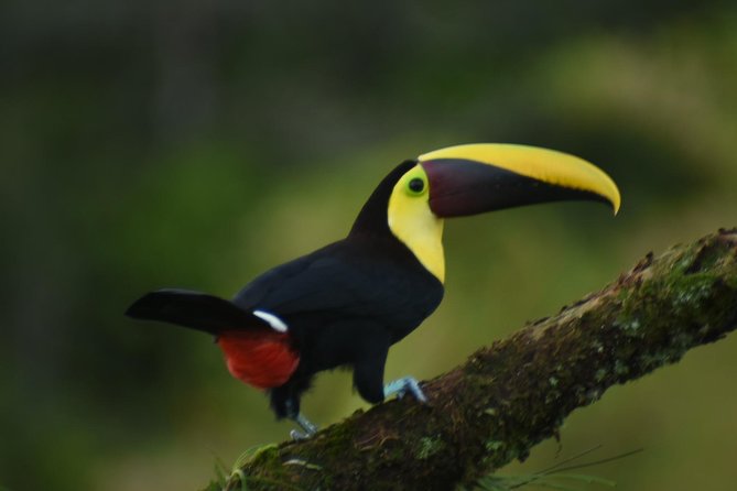Arenal Volcano And La Fortuna Waterfall Tour - Overview of the Tour