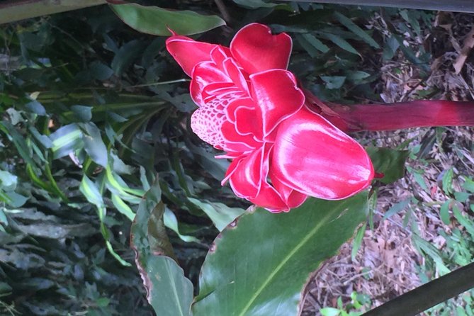 Arenal Volcano Hiking Trail Observatory& Hot Spring+ Lunch Buffet