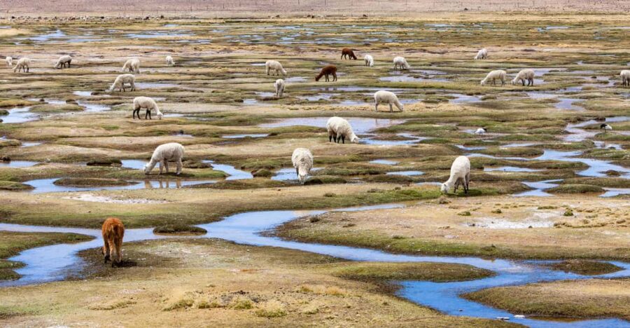 Arequipa: Excursion to the Colca Canyon + Transfer to Cusco