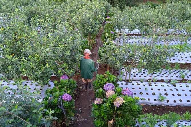 Around Bromo Farming Experience - Exploring Bromos Agricultural Haven