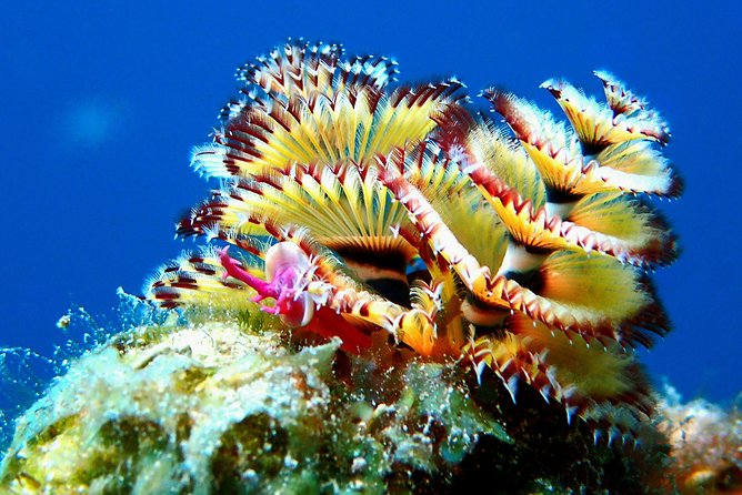 Aruba 1-Tank Guided UV Night Dive for Certified Divers With Own Equipment