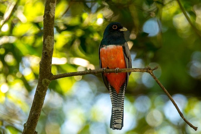 Asuncion Birding Tour