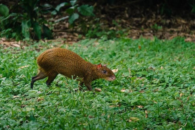 Atitlan Hiking and Birding - Day Tour From Antigua - Included Experiences