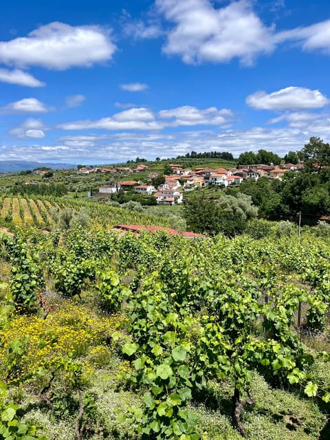 Aveiro: Private Wine Tour in Douro and Bairrada