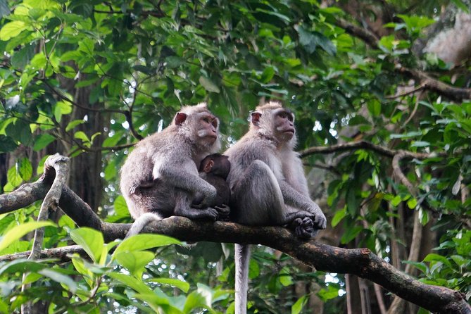 Bali Benoa Shore Excursion for Cruises Passenger – All Inclusive