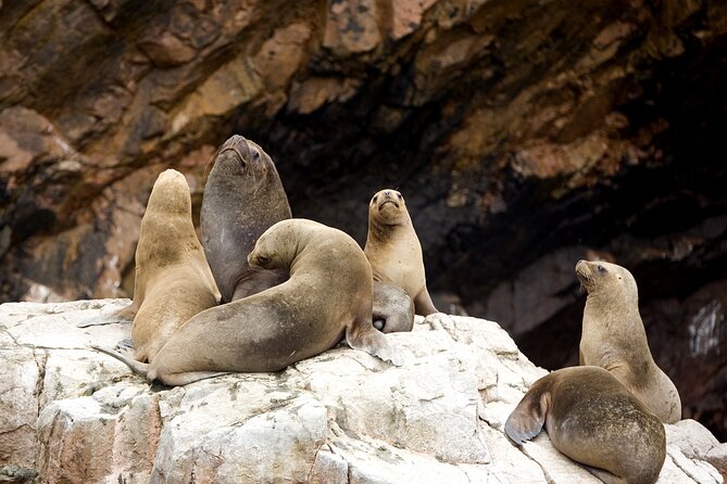 Ballestas Islands Boat Tour in Paracas - Inclusions and Pickup
