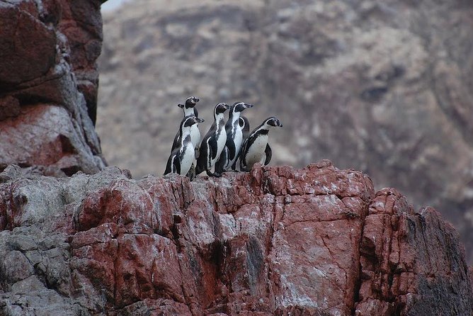 Ballestas Islands for Cruise Ship Passenger Paracas Harbour - Overview of Ballestas Islands Tour