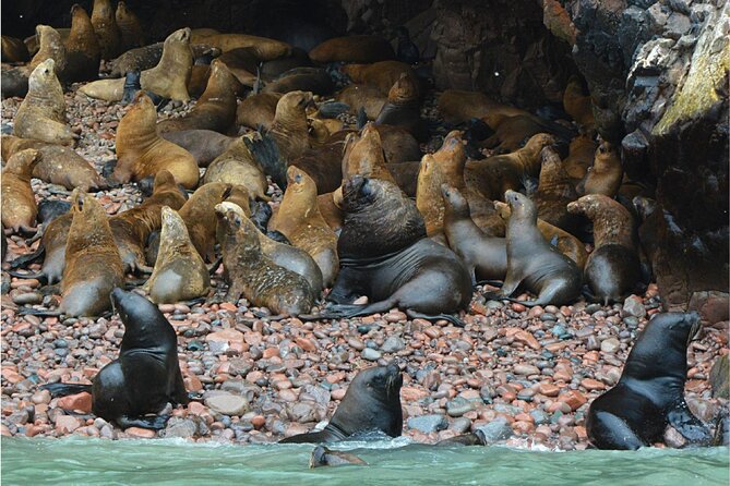 Ballestas Islands, Nazca Lines and Huacachina Tour From Lima