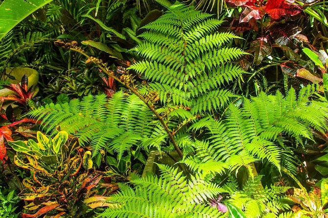 Barbados Botanical Tour