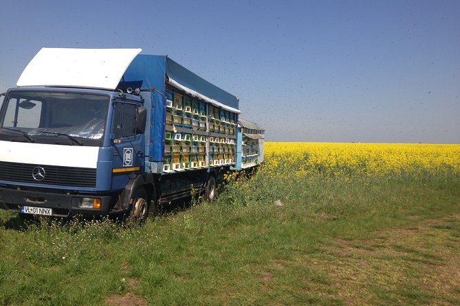 Bees Adventure in Romania – Private Day Trip From Bucharest