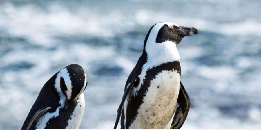 Best of Cape Town Private Tour – 3 Days (Excludes Accomm)