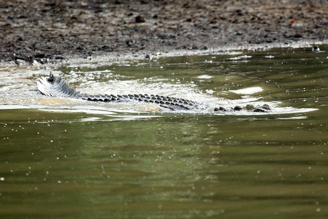 Bhubaneshwar, Bhitarkanika & Similipal Tiger Reserve Tour