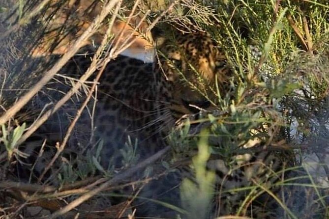 Big Five Safari Experience Near Cape Town ,South Africa