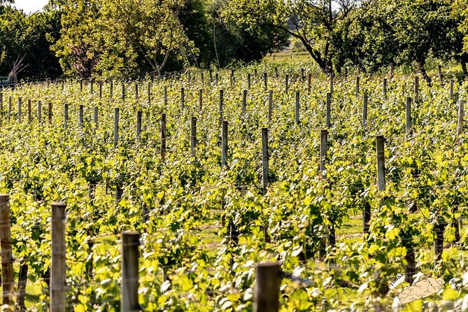 Bilbao Txakoli Wine Tour - Pricing and Availability