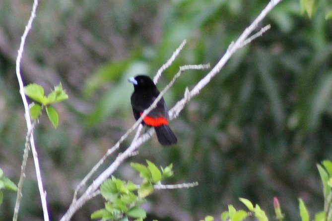 Bird-Watching and Wildlife Tour - Tour Overview and Highlights