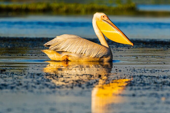 Bird Watching in Danube Delta – Private Day Tour From Bucharest