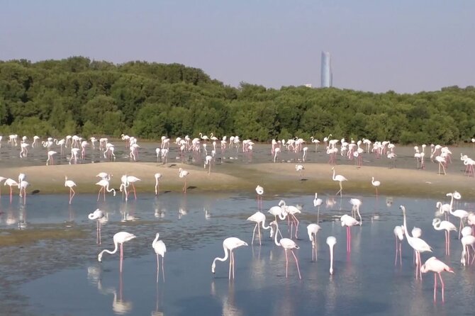Bird Watching Tour Dubai