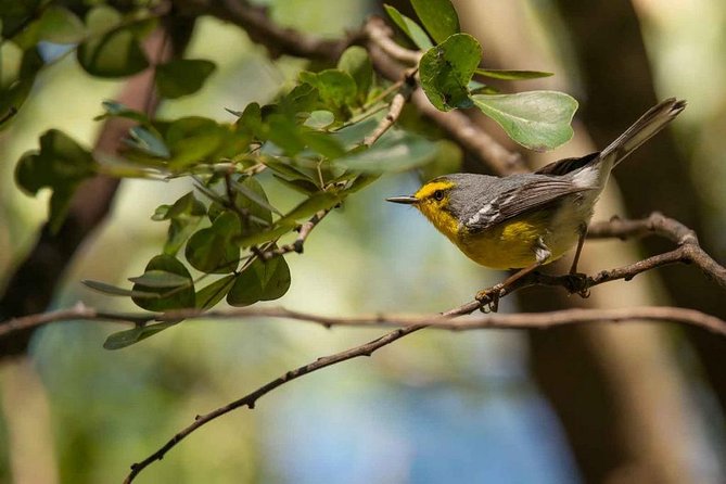 Bird Watching Tour in St Lucia
