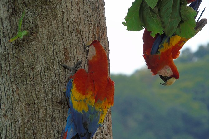 Bird Watching Tour
