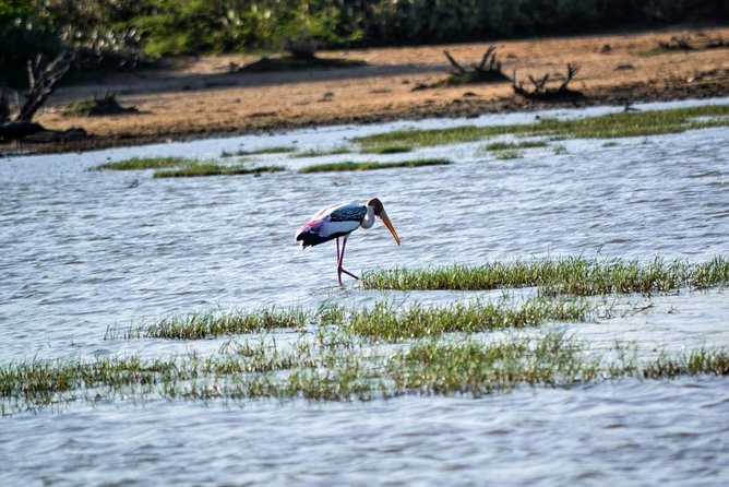 Birdwatching Boat Ride in Kalametiya Sanctuary