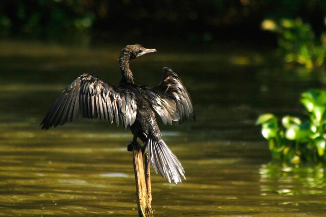 Birdwatching Boat Ride in Muthurajawela Marsh