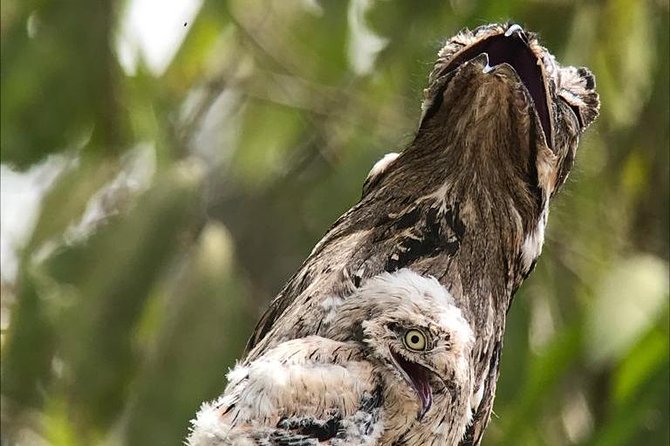 Birdwatching Tour Manuel Antonio / Esquipulas Private Tour - Birdwatching Highlights