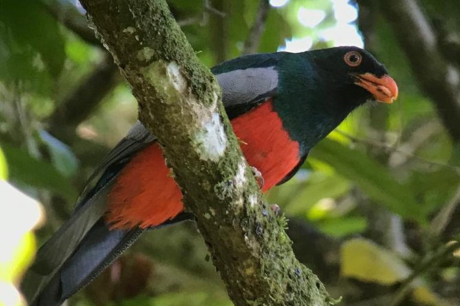 Birdwatching Tour Manuel Antonio / Esquipulas Private Tour