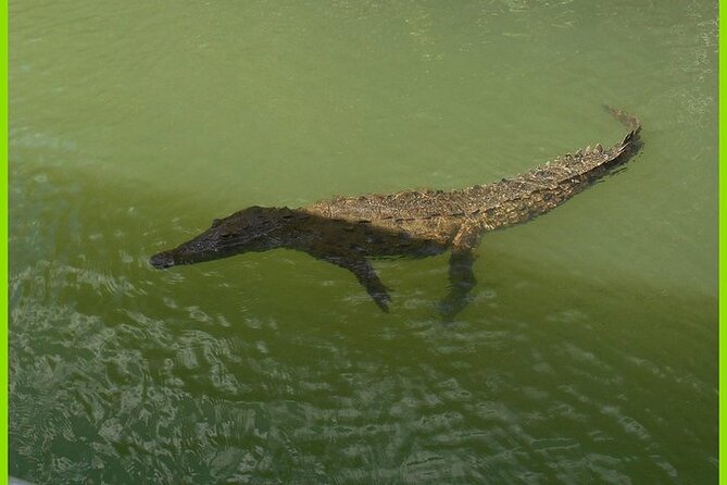 Black River Safari Guided Tour and Y.S Falls - Tour Highlights